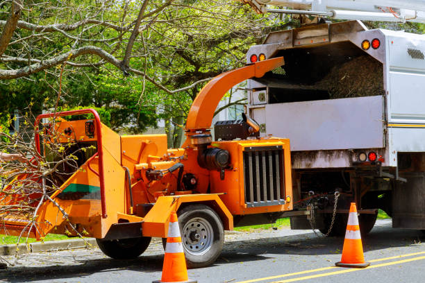 How Our Tree Care Process Works  in Rockwell Place, TX